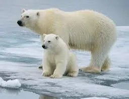 27 februarie - Ziua Internaţională a Ursului Polar