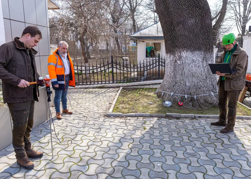 Un stejar bicentenar din Galați, analizat cu tomograful copacilor