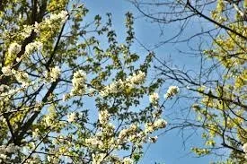Cum va fi vremea de Paști și de 1 Mai