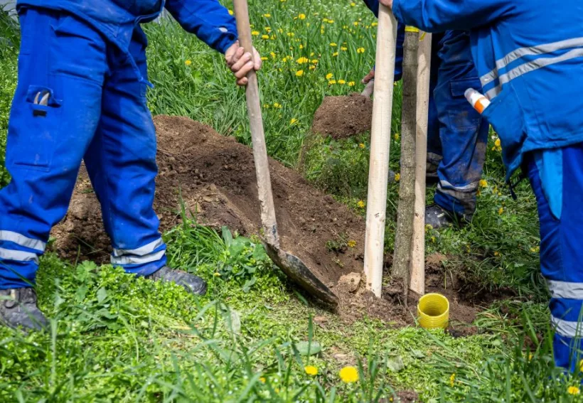Amplă campanie de plantări în orașul Galați