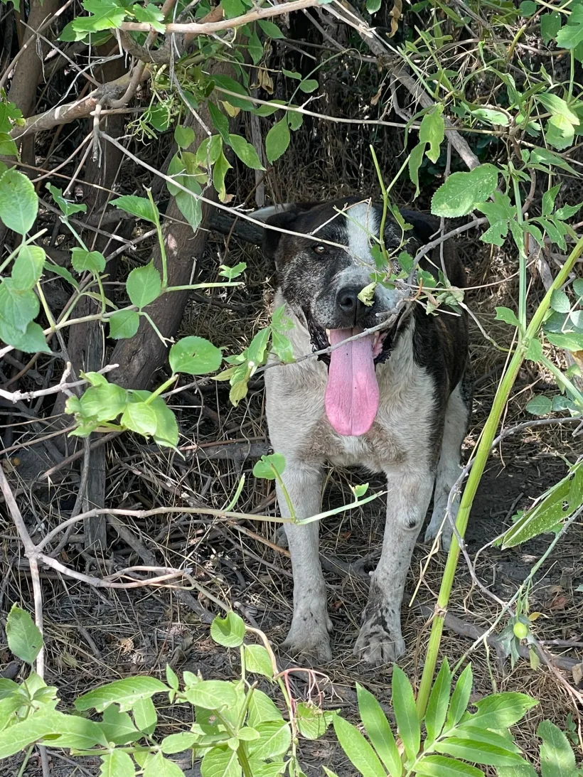 Câine legat cu o sârmă de un copac și abandonat pe un câmp, în soare