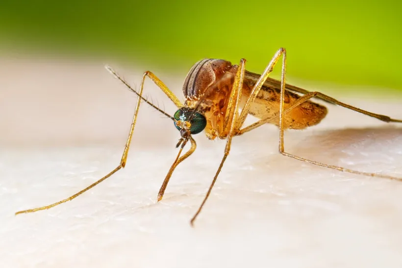 Atenție! Virusul West Nile face victime în România