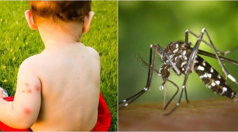 ALERTĂ! Județul Galați, printre primele din țară la infecția cu virusul West Nile, provocat de țânțari