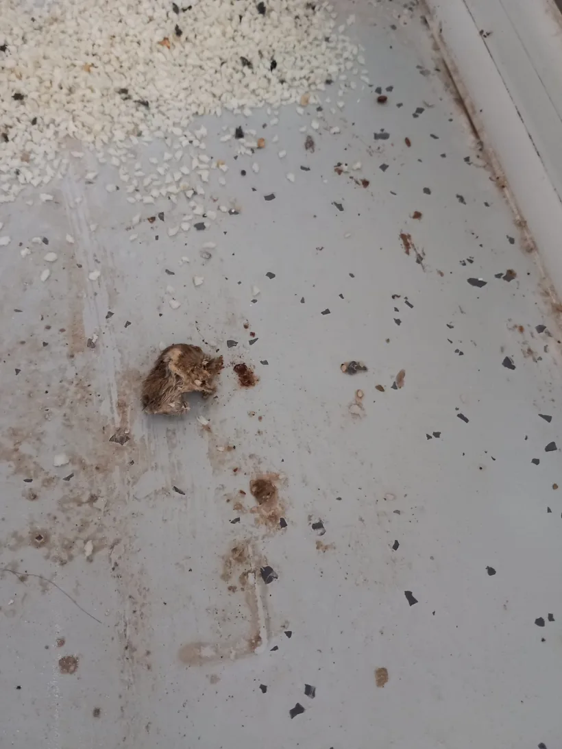 VIDEO Șoarece găsit într-o patiserie din Galați