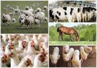 Subvenții în zootehnie (doar) pentru firmele care se ocupă de ameliorări