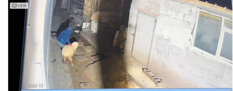 Atenție, hoți de animale în județul Galați