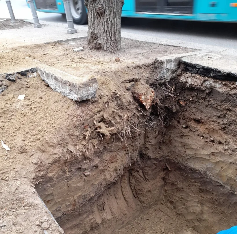 Copaci cu rădăcinile afectate de lucrări. Amenzi la șantierele de pe strada Domnească