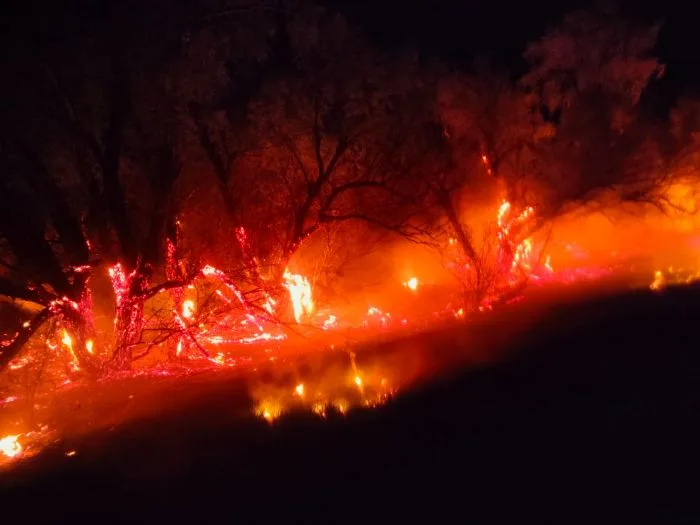 Peste 10 hectare de pădure au fost cuprinse de flăcări, în județul Galați