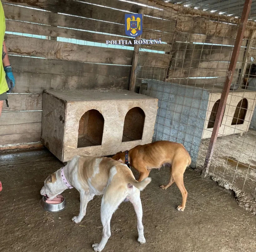 Câini Amstaff înfometați stăpân, salvați de Poliția Animalelor