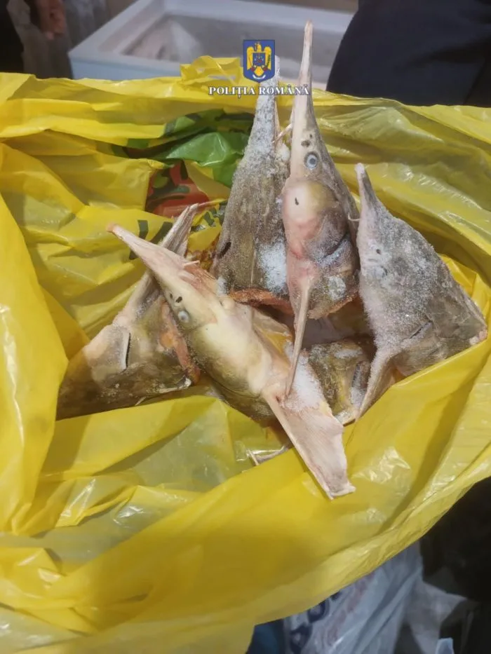 Percheziții la persoane bănite de braconaj