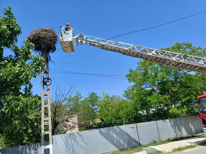 Pui de barză salvat de pompieri: au căzut din cuibul aflat pe un stâlp de electricitate din Măstăcani