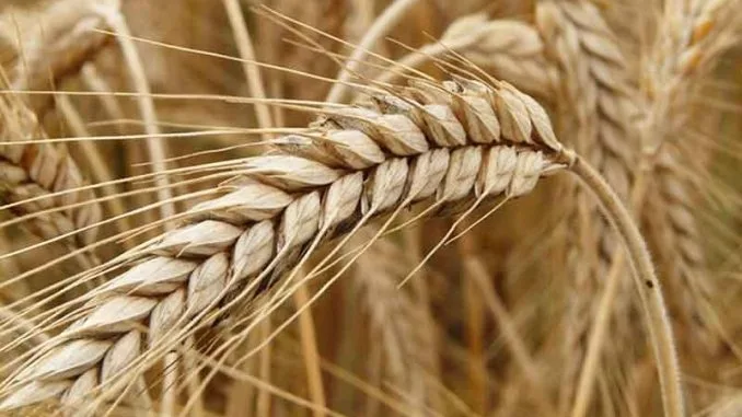 România renunță la interzicerea exportului de cereale