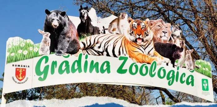 Două noi vedete la ZOO Galați. Doi pui adorabili de lamă și cerb lopătar