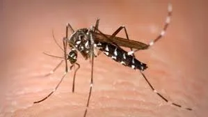 Începe o nouă etapă de dezinsecție în orașul Galați