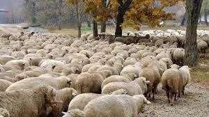 Valul de pestă a micilor rumegătoare, care afectează crescătorii de animale. Guvernul ia măsuri urgente!