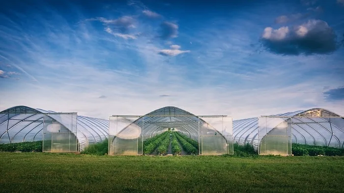 Veste bună pentru legumicultori: 125 de milioane de lei producătorilor agricoli care cultivă legume în sere