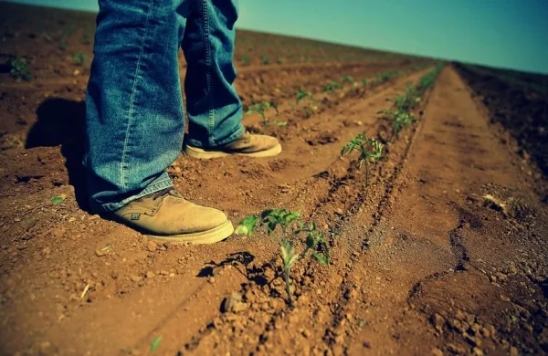 PSD cere guvernului să declare stare de calamitate în agricultură