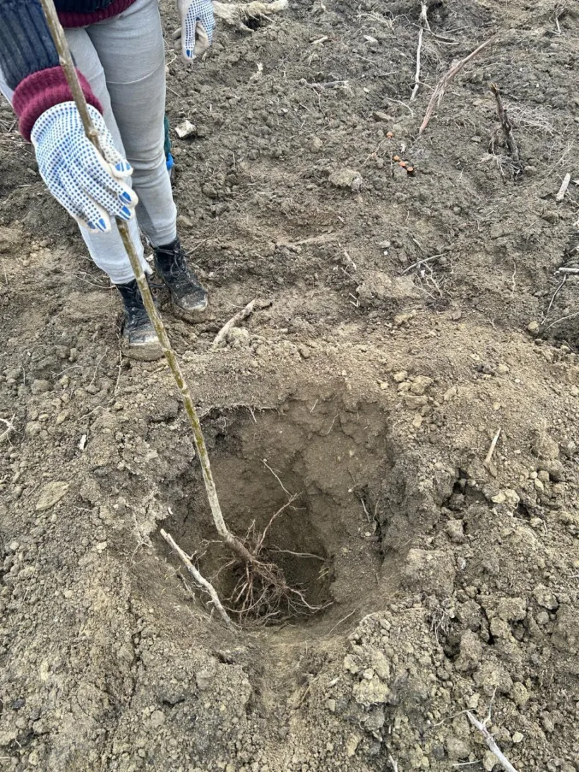 Împădurire cu puieți de salcie pe aproape patru hectare, la Ocolul Silvic Galați