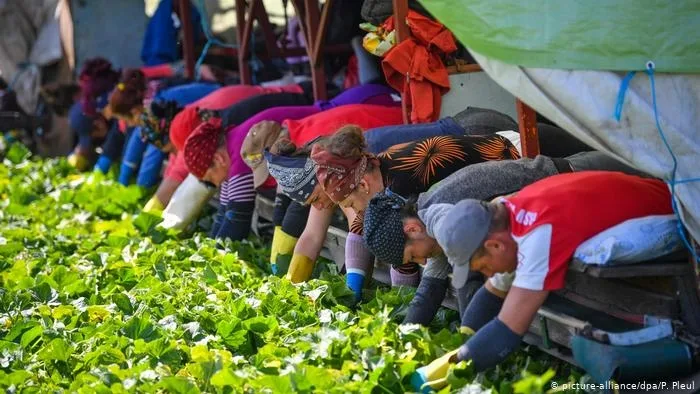 Multe necunoscute în modul cum sunt tratați muncitorii sezonieri români în Germania