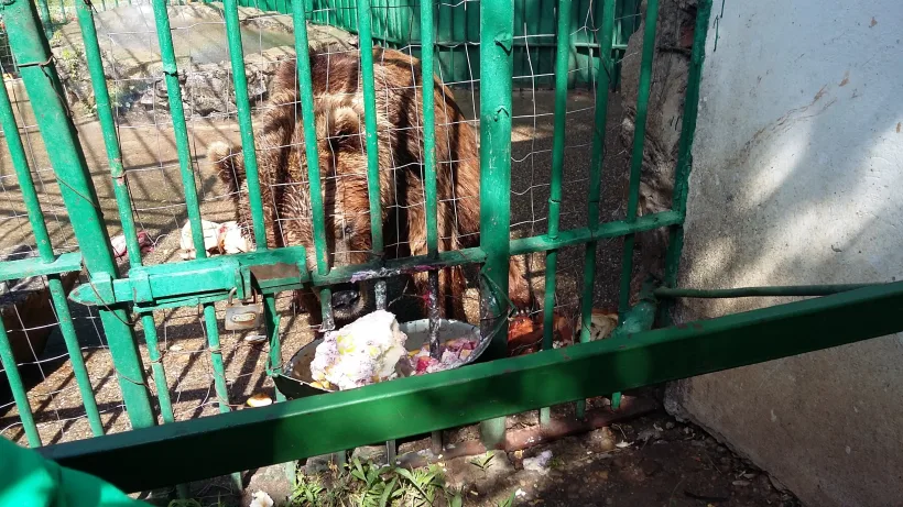 Meniu special anti-caniculă la Grădina Zoologică Galați. Urșii și tigrii siberieni primesc înghețată, fructe și legume