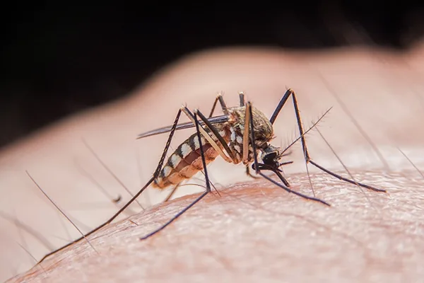 West Nile în România: 43 de cazuri confirmate, potrivit INSP