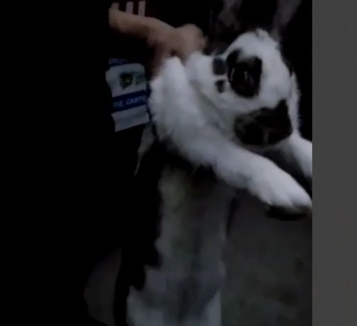 VIDEO Plutonierul Epure Bogdan și micul iepure: o salvare amuzantă în miez de noapte