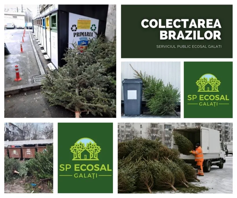 Recomandările Ecosal Galați pentru colectarea brazilor de Crăciun
