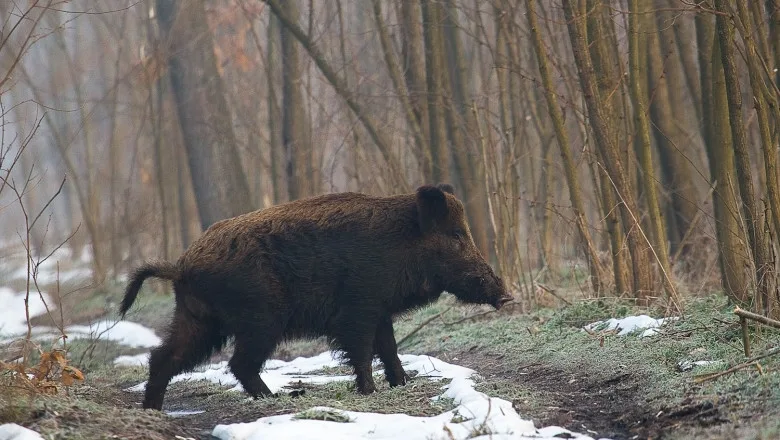 Focar de pestă porcină depistat în județul Galați