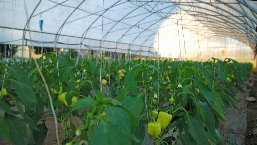 Cererile fermierilor gălățeni pentru sprijinul de minimis, până pe 15 aprilie