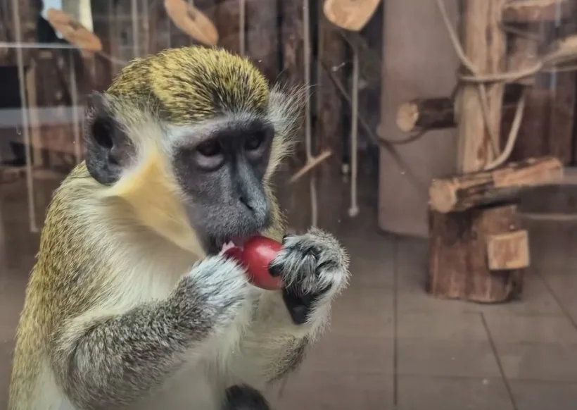 Atracție nouă la Zoo Galați: prima maimuță din grădina zoologică îi cucerește pe vizitatori