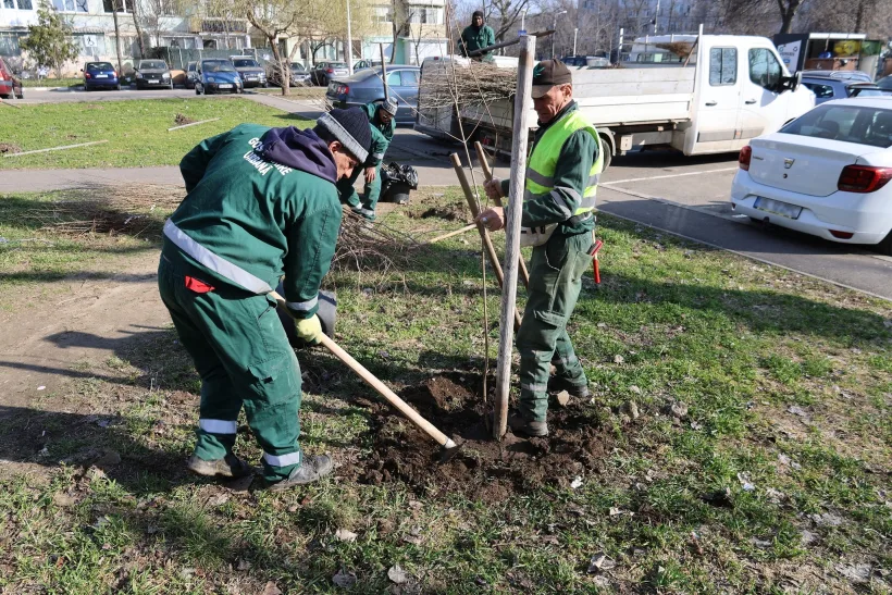 Galațiul înverzește: 1.500 de copaci din specii diverse, de la tei la arțari, vor fi plantați în mai multe zone