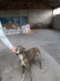 Vânătoare ilegală cu ogari în județul Galați. Ce amendă a primit bărbatul