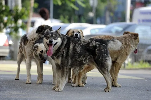 Se înființează Poliția Animalelor