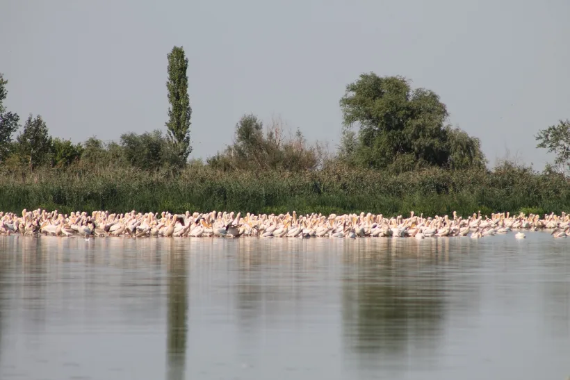 Imagini spectaculoase. Sute de pelicani au poposit pe lacul Brateș înaintea migrării către Africa și Asia