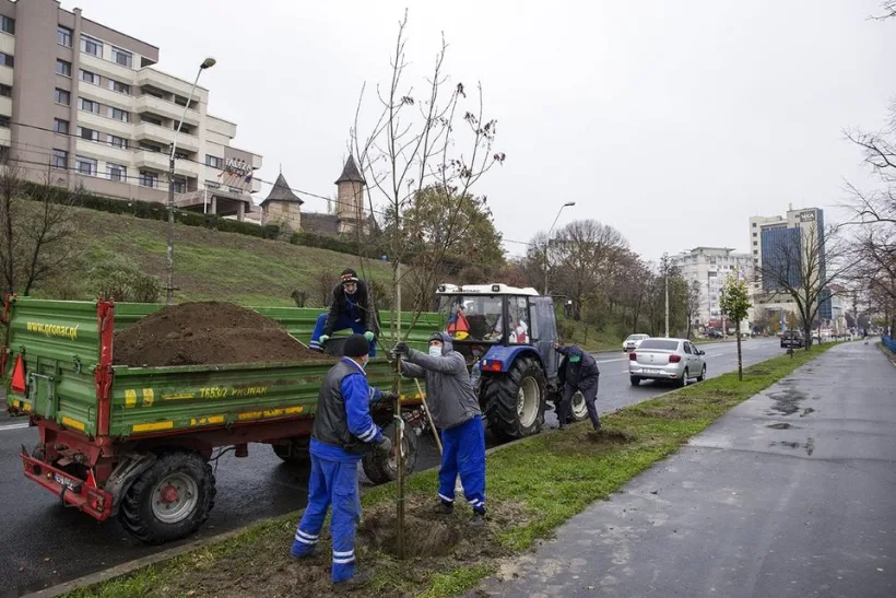 Galerie foto/ Au început plantările de arbori pe Faleza Dunării din Galați