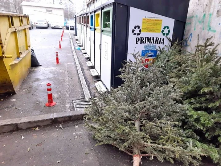 Brazii de Crăciun, valorificaţi de Primăria Galați