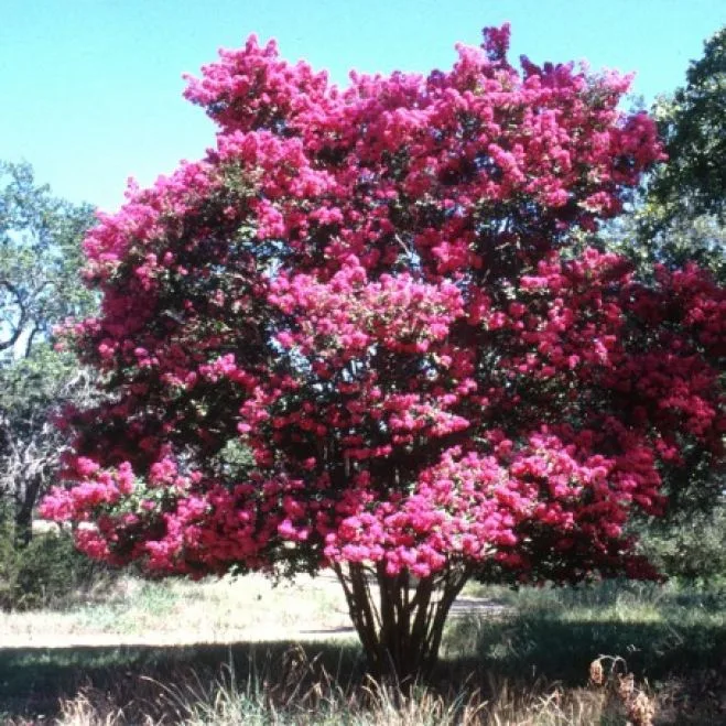 Admiraţi liliacul indian la Grădina Botanică