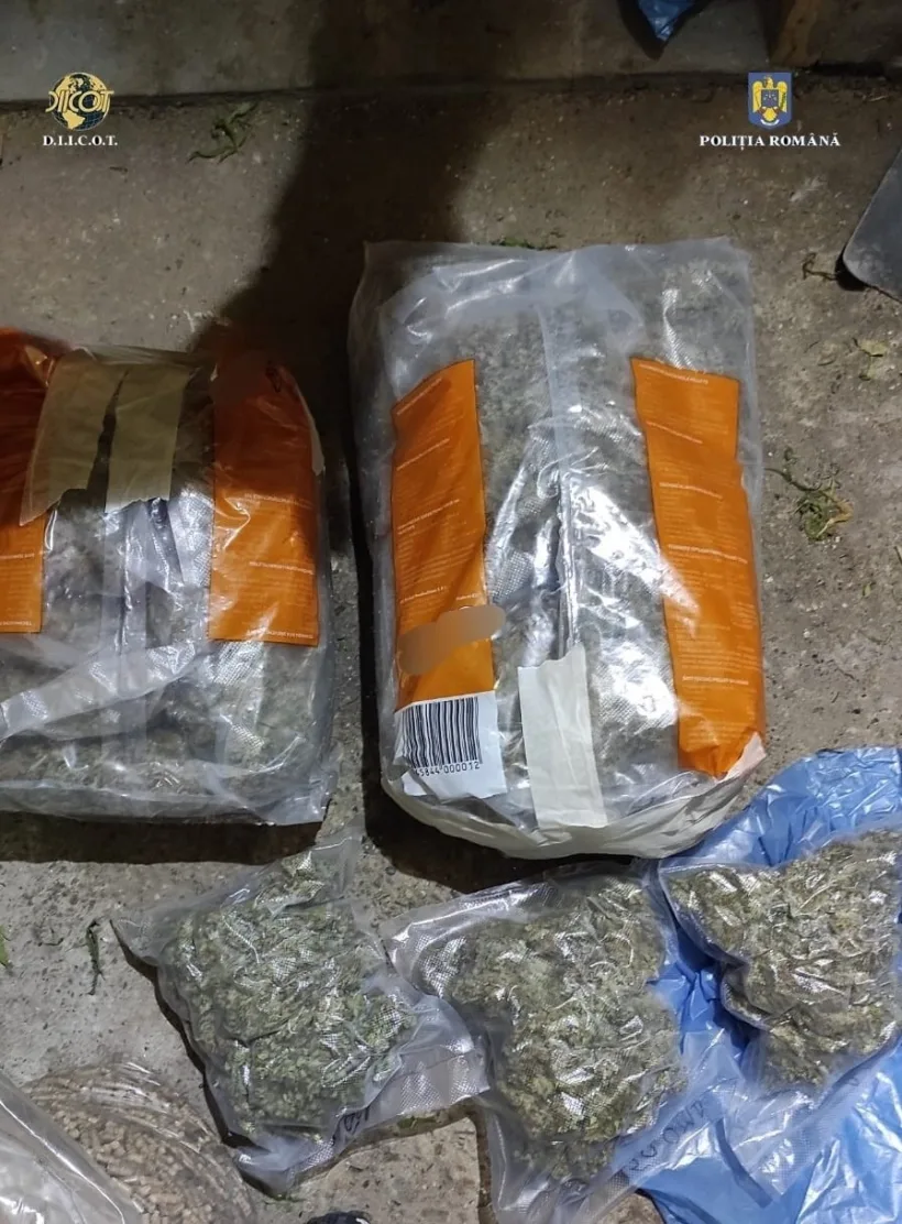 Două culturi de cannabis descoperite în județul Galați
