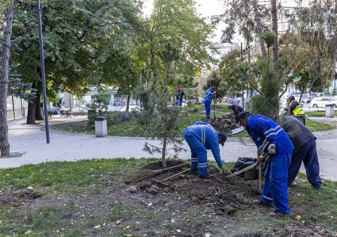 A început campania plantărilor de arbori în Galați