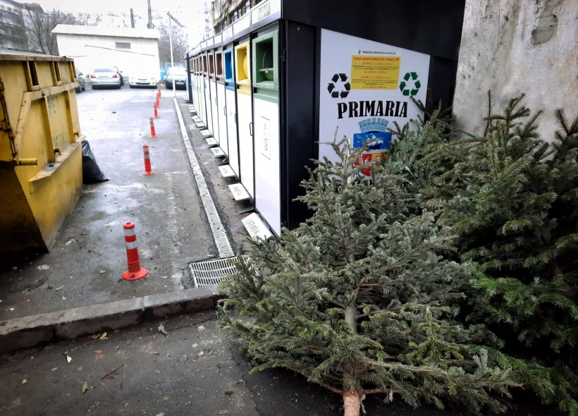 Brazii naturali, transformați în compost pentru întreținerea spațiilor verzi