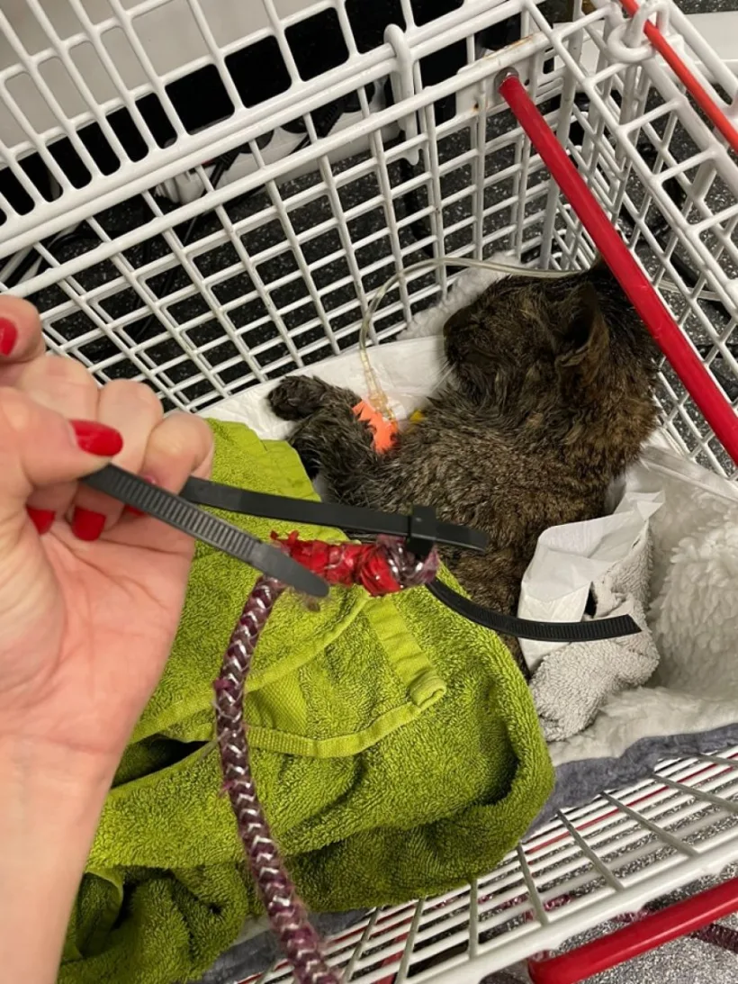 Caz de rele tratamente asupra animalelor: pisică aproape sugrumată cu o frânghie, de scutul unei mașini
