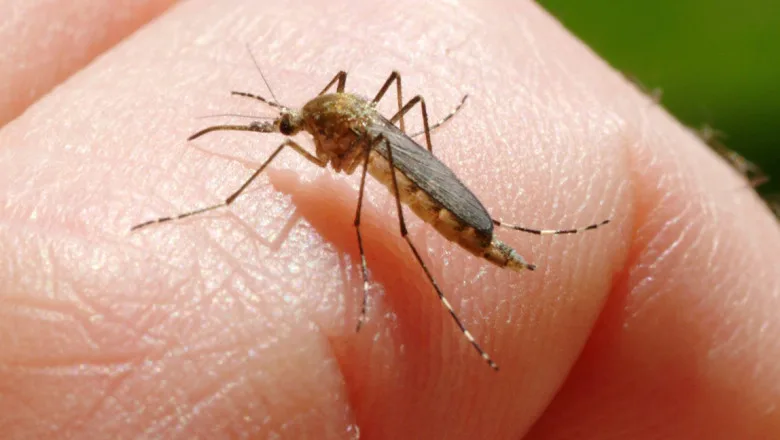 Cinci cazuri noi de infecție cu West Nile, confirmate în Galați și Brăila